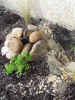 Louise's Rockery